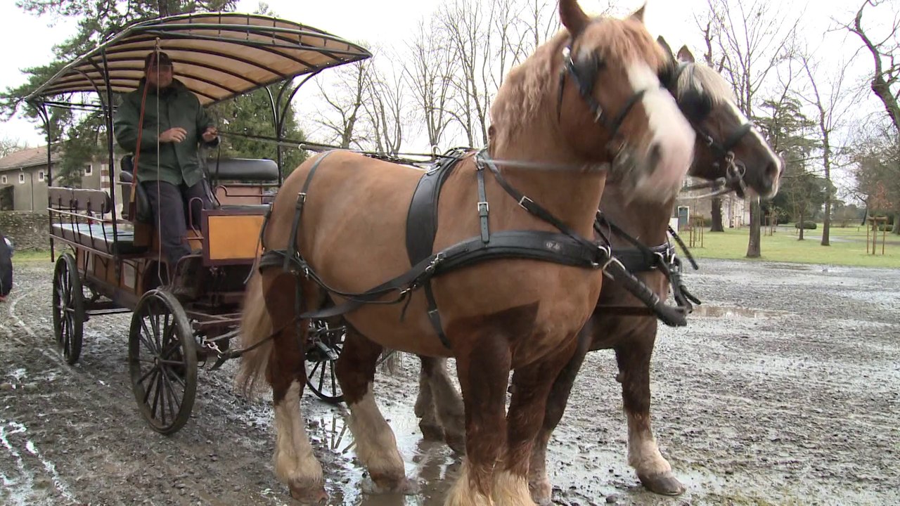 La chasse aux images dans le Haras national de Pau-Gelos