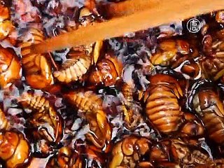 Съедобные насекомые появятся на полках магазинов Таиланда