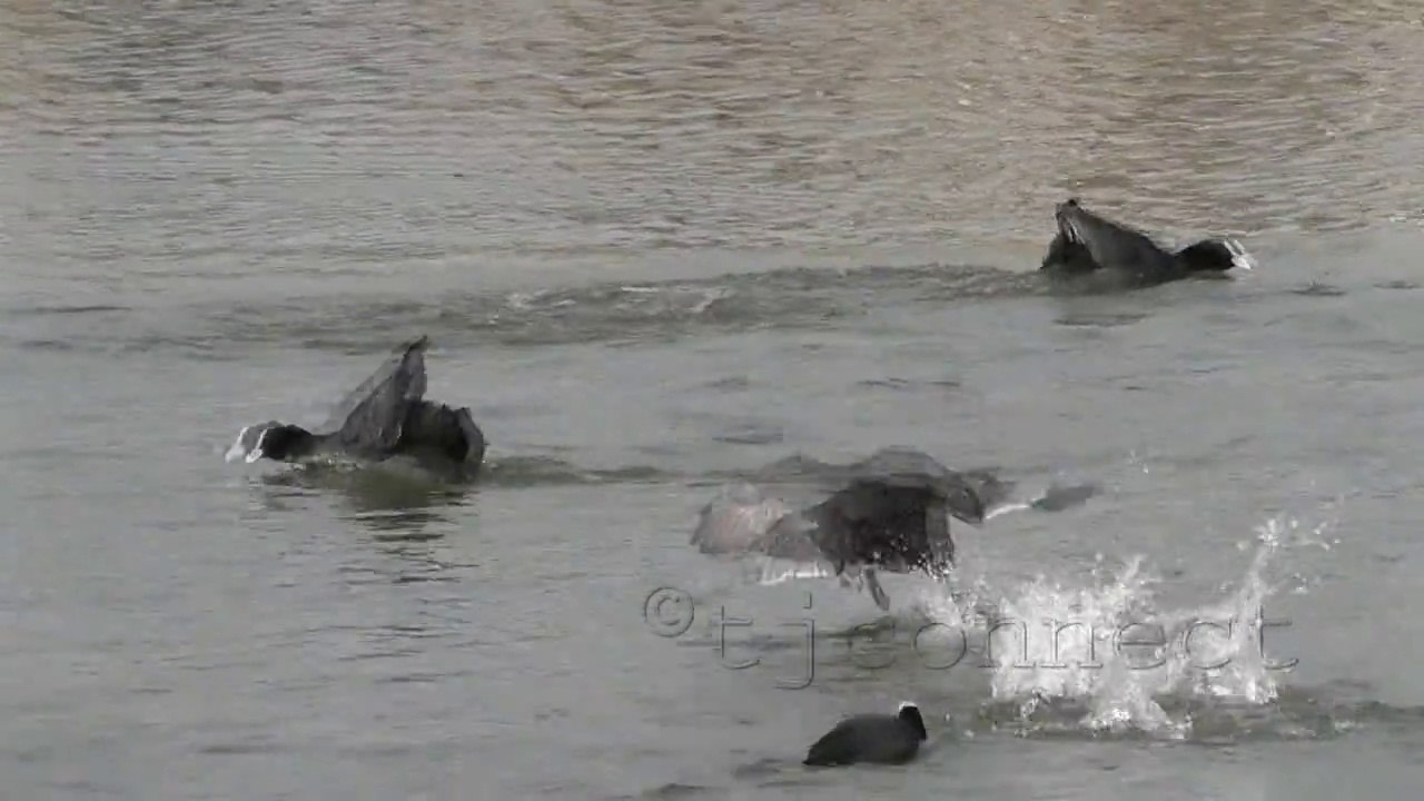 Le (27 02 2015) Le printemps approche !! Les Foulques Macroules séduisent
