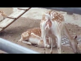 deer birth amazing must watch