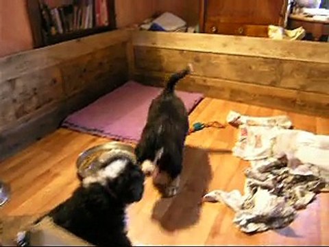 27fév plus que 3 bébés (Lister, femelle rose et femelle verte)