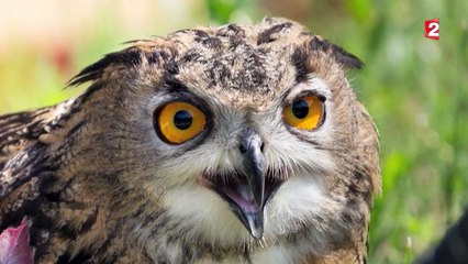 Aux Pays-Bas, un hibou effraie les habitants