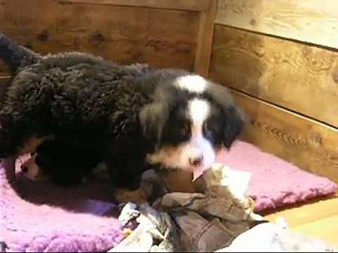 27 fév les 3 bébés (Lister, Femelle verte et femelle rose)