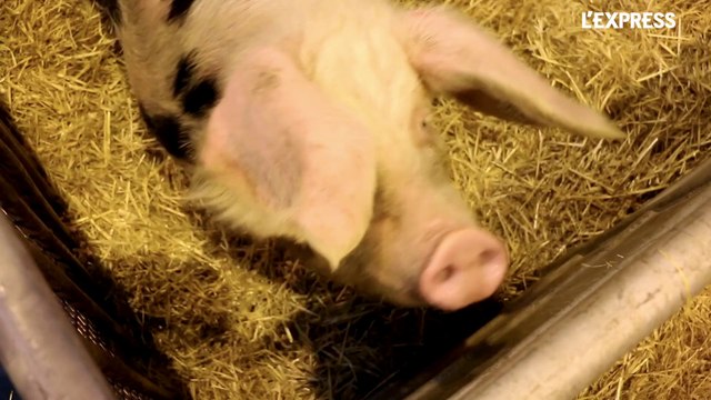 Salon de l'Agriculture: 100 animaux en 2 minutes