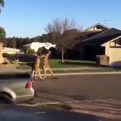 kangaroo street fight