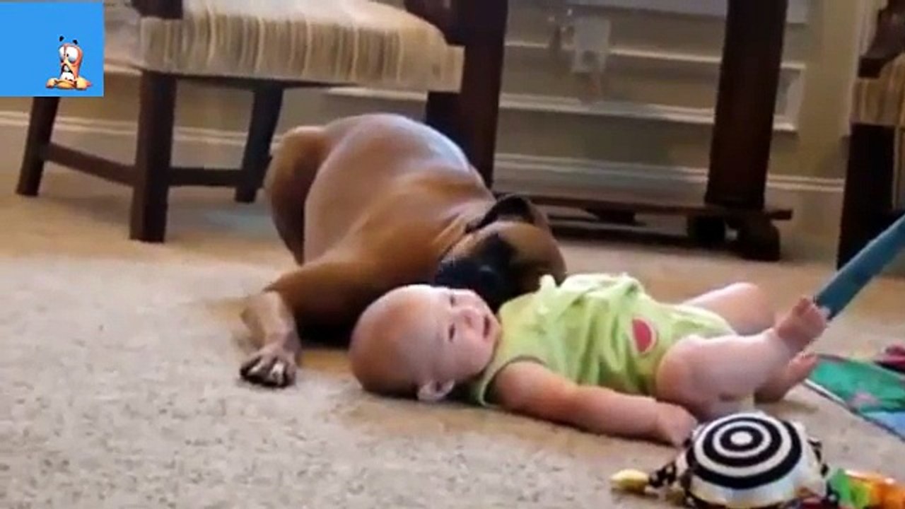 Best Funny Animals Babies Compilation