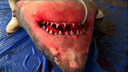 National Geographic Gucun Dorugunda En Vahsi Avci