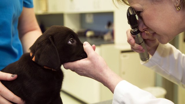 Welcome to Garrettsville Animal Hospital