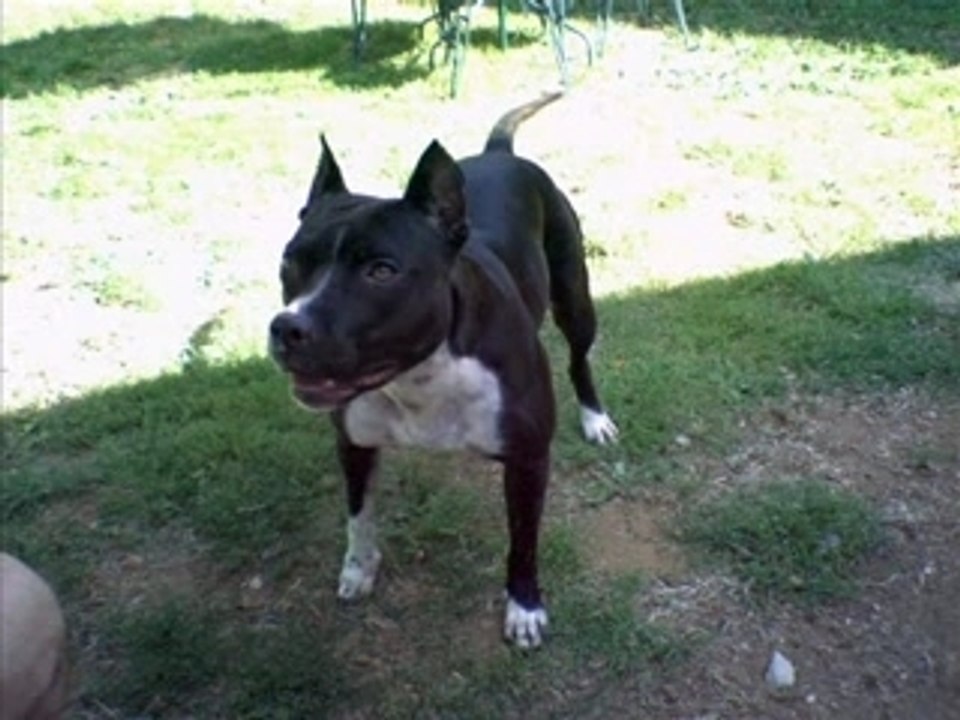 Pitbull ATILLA made in 93