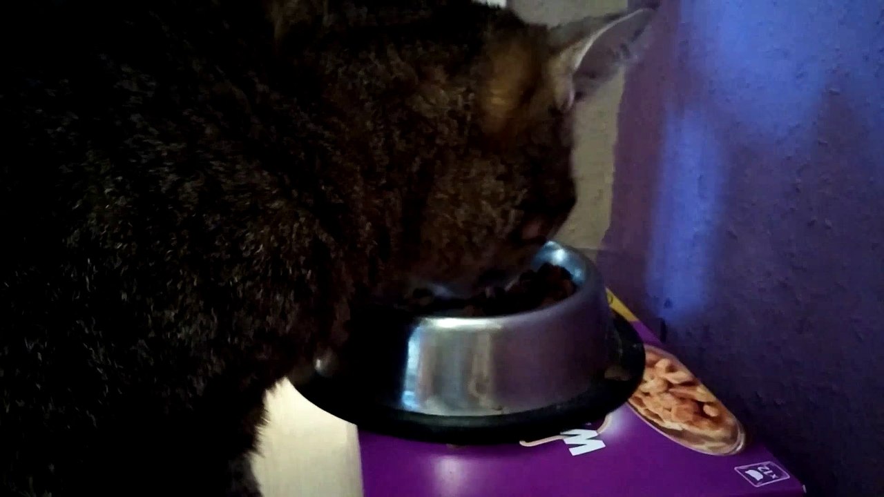 Katze knirschen Februar 2015