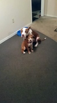 Gulty puppy with gultier mommy dog... So cute!