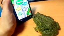 FUNNY Frog Bites Finger and Digital ants on the phone - Лягушка кусает Палец))