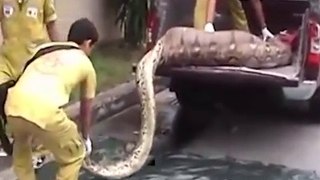 A Big python caught on camera in Thailand