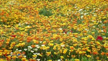 The Flower Duet - Richard Clayderman