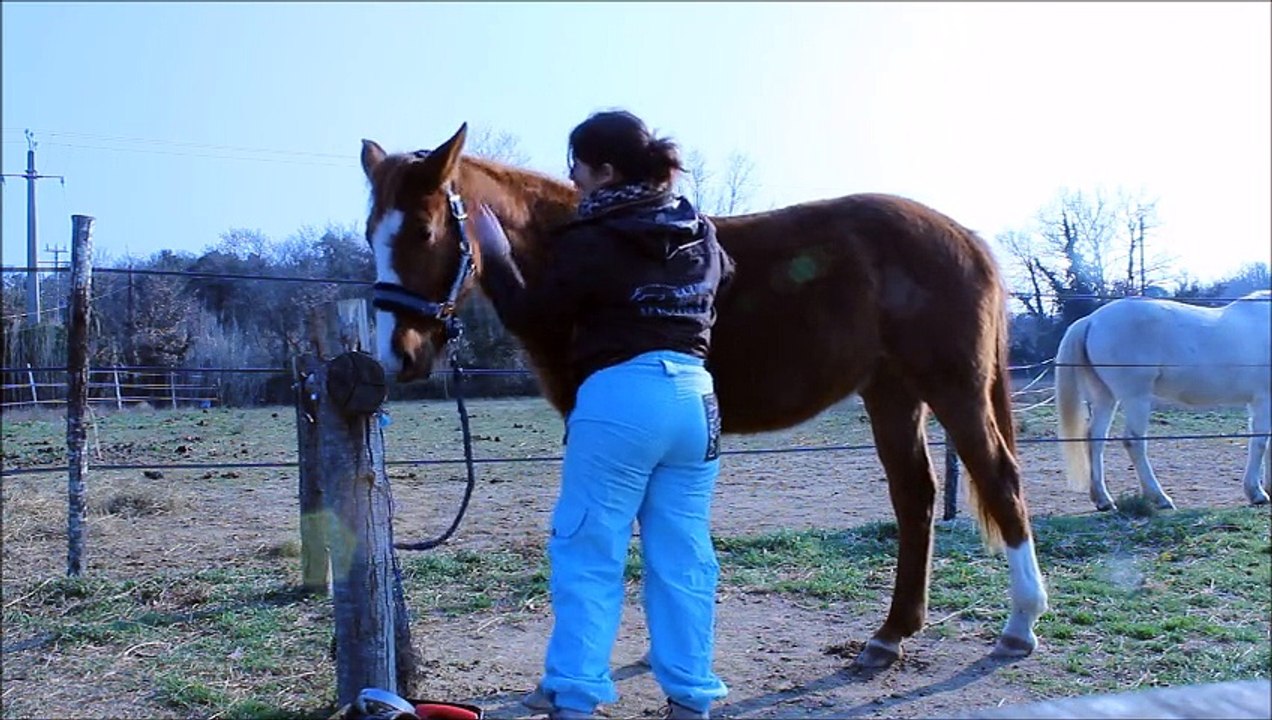 pansage février 20, 2015