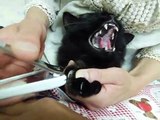 爪切りを嫌がる猫の爪切りは、必死です 決していじめているわけではありません。