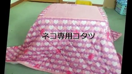 猫コタツの反応は？