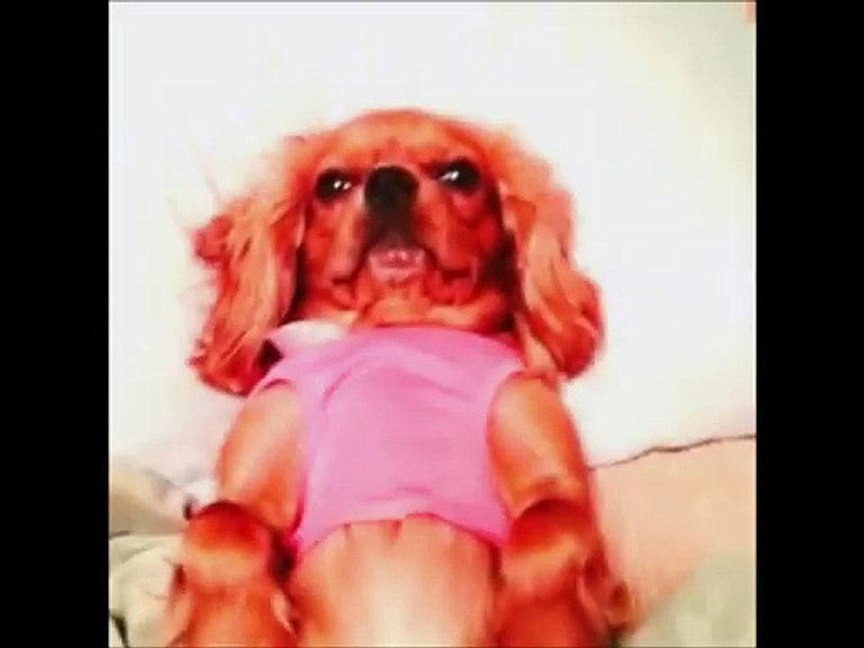 Adorable Puppy Falling Asleep