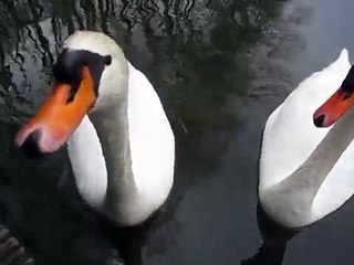 Aggressive Swan Attacks Camera
