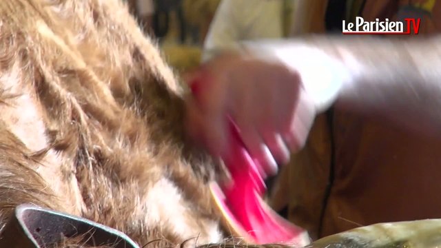 C'est Miss France pour les vaches