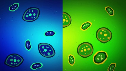 You are your microbes