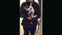 Talking husky puppy