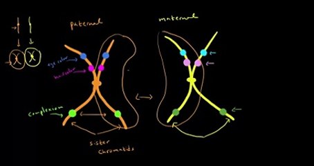 Gene mapping- Mapping units