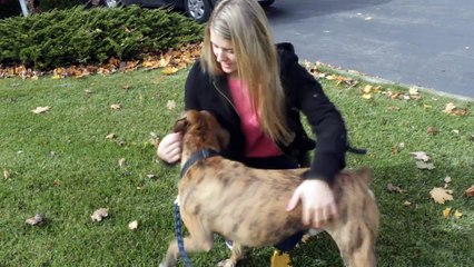 White people vs. Brown people with dogs..