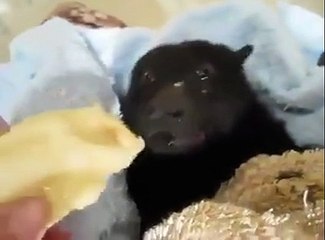 This bat eating a banana might just be the greatest thing ever...
