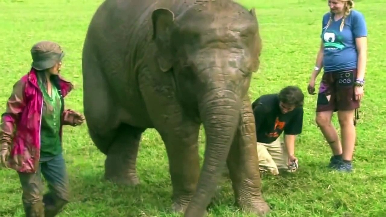 Elephant Nature Park - Mud Bath