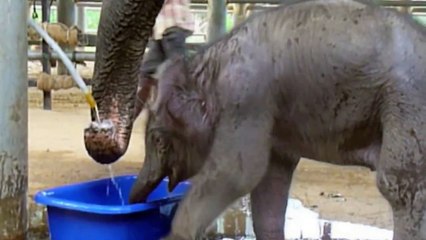 Baby Elephant Bath Time!