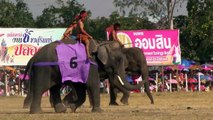 Gentle Giants Trailer - The lives of captive elephants in Thailand