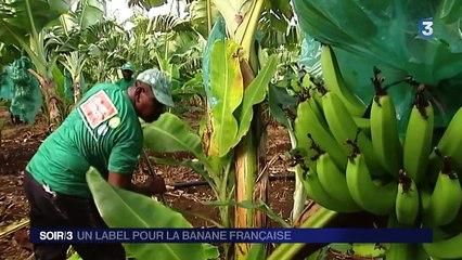 La banane antillaise a son label qualité made in France