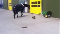 Dog takes horse for a walk Amazing.