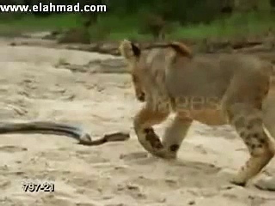 Snakes and lions scramble
