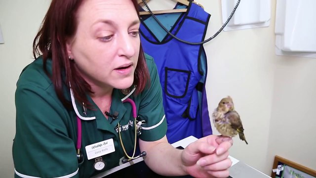 This Tame Bird was wrongfully hand-reared