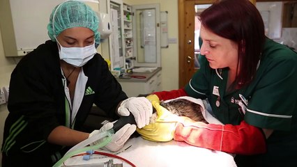 Badger Cub - Tail Amputation