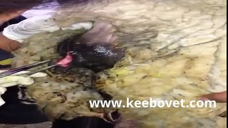 How to Treat Wounds in Sheep-Veterinarian Sowing the Skin-Portuguese