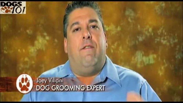 DOGS 101 - Wirehaired Pointing Griffon - Korthals Griffon [ENG]