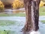 plz watch n share اللہ اکبر ۔۔۔۔۔درخت میں چشمہ اللہ اکبر