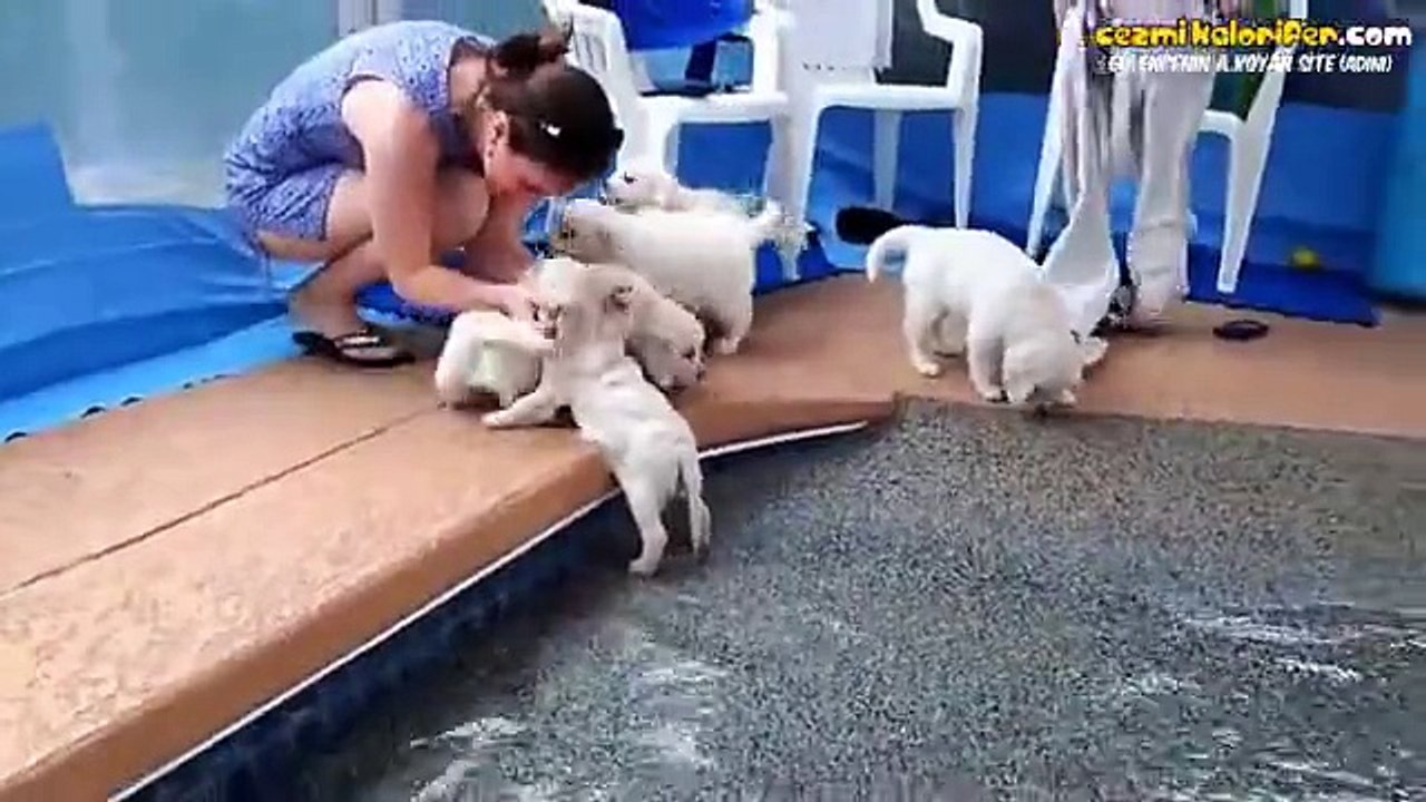 İlk Defa Suya Giren Tatlı Köpek Yavruları