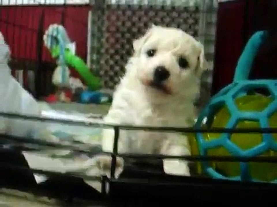 More bichon frise pups playing