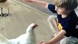 Animals Love kids Great Fun with Hen Wow