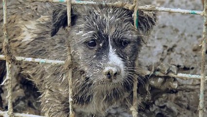 Tarkandan Sokak Hayvanlarına Destek