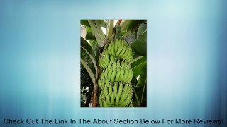 9GreenBox - Dwarf Cavendish Banana - 5 Seeds Review
