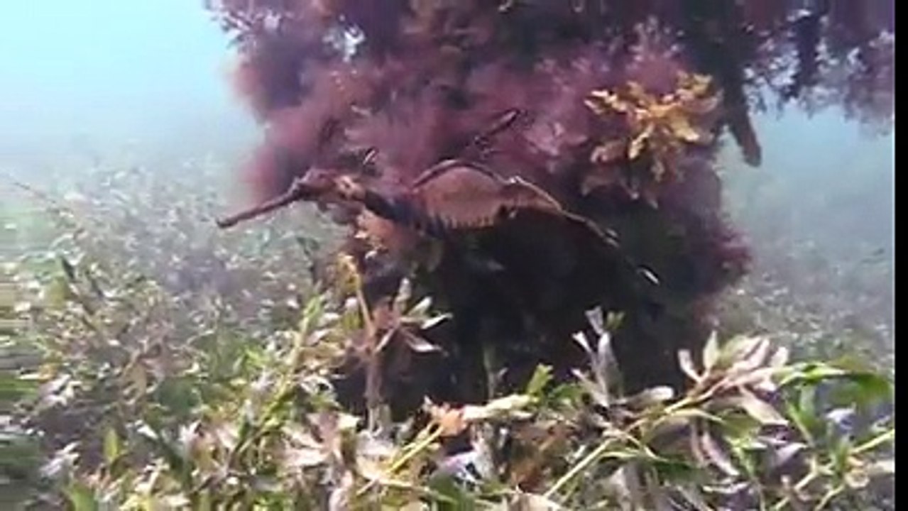 سبحان الله العظيم سبحان الله وبحمده