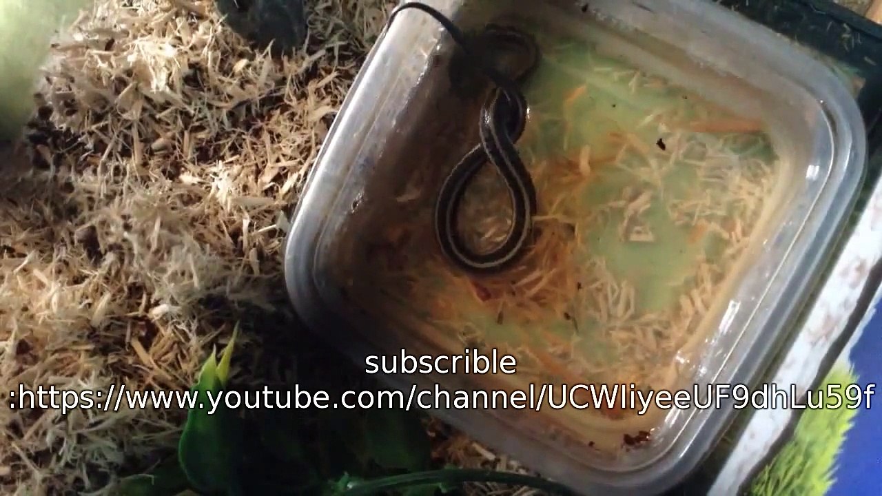 Hunting Snake by Judith Wright - Poetry Revision