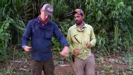 Hound Hunt for Mountain Lions in Arizona!