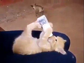 Biberonla Süt İçen Kedi Yavrusu..Çok Tatlı