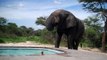 Un éléphant vient boire dans une piscine pendant que le proprio nage...
